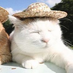 two cats wearing hats on top of a car