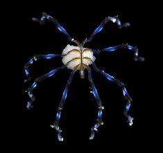 a blue and white spider with long legs on its back, sitting in the dark