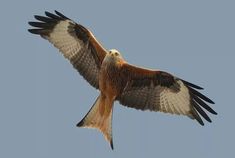 a large brown and white bird flying in the sky