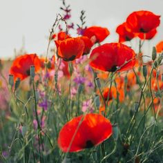 a field full of red and purple flowers