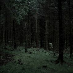 a dark forest filled with lots of trees and tall green grass on the ground at night