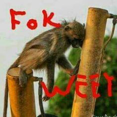 a monkey is sitting on top of a pole with the words foke wet