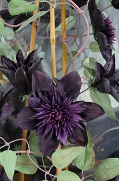 purple flowers with green leaves growing on the stems in front of a fenced area