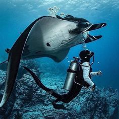 a manta ray swims in the ocean with a scuba suit on its back