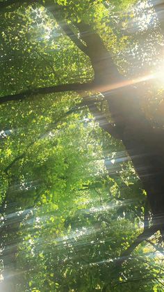 the sun shines through the canopy of a tree