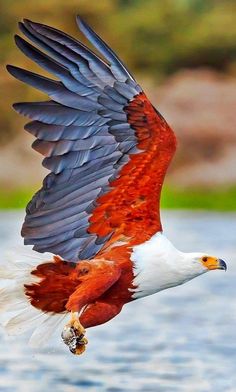 an eagle flying over the water with it's prey in its mouth and wings spread