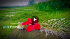 a red flower sitting on top of a wooden log in a field with green grass