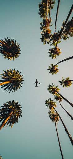 an airplane flying through the sky between palm trees