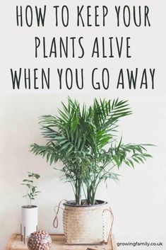 Holiday houseplant care: how to keep them alive! - Growing Family Houseplant Care, House Plant Care, Going On Holiday, On Holiday, Management Tips