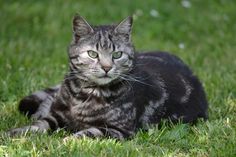 a cat sitting in the grass looking at something with eyes wide open and whiskers on it's head