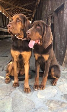 two brown dogs sitting next to each other on a stone floor in front of a wooden structure