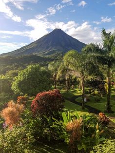 a lush green field with trees and plants in front of a large volcano on a sunny day