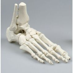 an image of a human foot and leg bones