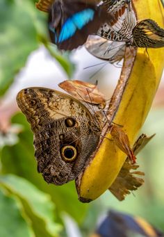 two butterflies sitting on top of a banana