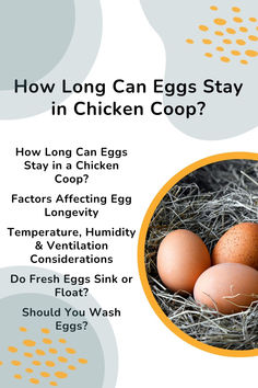 how long can eggs stay in chicken coop? info sheet for the egg hatcher