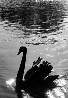 a black swan floating on top of a body of water