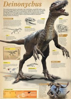 an illustrated poster with dinosaurs and other things to see in the museum, including pictures of them