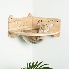 a cat is sitting in a bowl on a shelf next to a potted plant