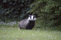 a badger standing in the grass near some bushes