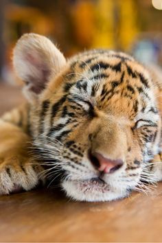 a baby tiger laying on the floor with its head resting on it's paws