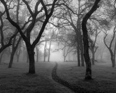 black and white photograph of trees in the foggy forest with trail leading to them