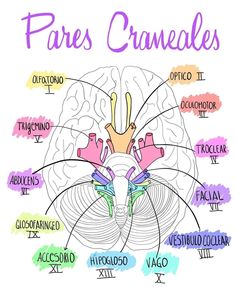 a diagram of the parts of the human brain with names and their corresponding labels in spanish