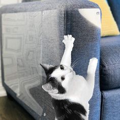 a black and white cat standing on its hind legs in front of a blue couch