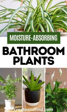 Collage of air purifying and moisture absorbing bathroom plants for high-humidity. Inside House Plants, Best Bathroom Plants, Indoor Plants Low Light, Air Purifying House Plants, Household Plants