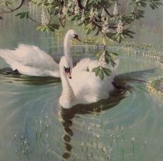 two white swans swimming in the water under a tree with flowers on it's branches