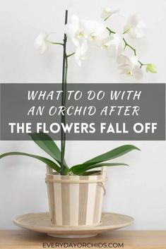 a white flower in a pot with the words, what to do with an orchid after the flowers fall off