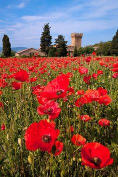 a field full of red flowers with a castle in the background