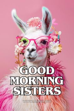 a llama wearing pink glasses with the words good morning sisters