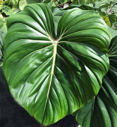 a large green leaf is being held by someone's hand