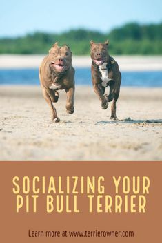 two dogs running on the beach with text overlay saying socializing your pit bull terrier