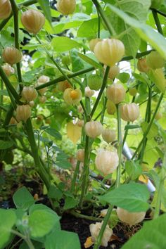 the flowers are blooming on the plant in the garden, and it is hard to tell