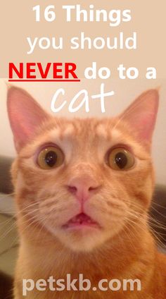 an orange cat with the caption 16 things you should never do to a cat