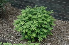 a small green plant in front of a brick wall with mulch on the ground