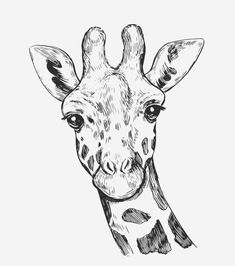 a black and white drawing of a giraffe's face with the head turned sideways