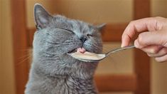 a person feeding a cat with a spoon