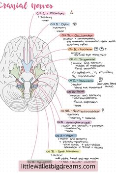 the human brain with labels on it