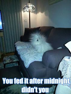 a dog sitting on top of a couch in front of a flat screen tv with the caption, you fed it after midnight, didn't you