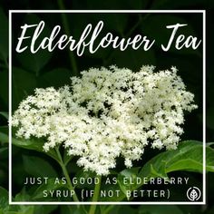 elderflower tea just as good as elderberry syrup if not better