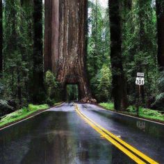 the road is lined with tall trees and yellow lines on both sides, as well as a street sign