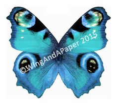 an image of a blue butterfly with its wings spread out to the side and eyes open