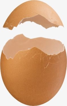 an egg shell is cracked in half on a white background