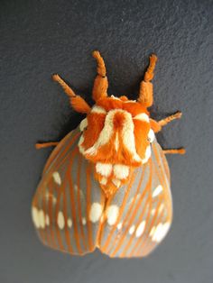 an orange and white moth hanging on the wall next to a black surface with spots