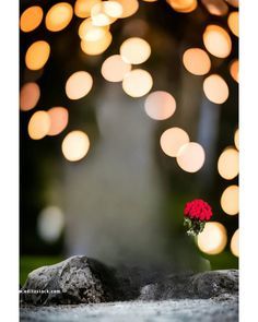 a small red flower sitting on top of a rock next to a bunch of lights