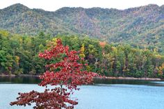 a tree in the middle of a lake surrounded by mountains and trees with red leaves