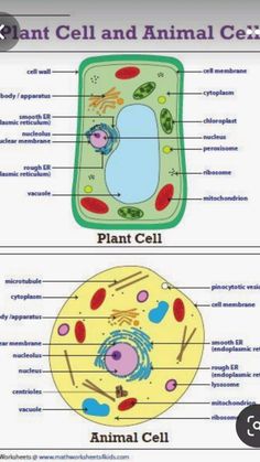 diagram of plant cell and animal cell