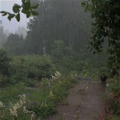 a path in the middle of a forest with flowers and trees on both sides during a rainy day